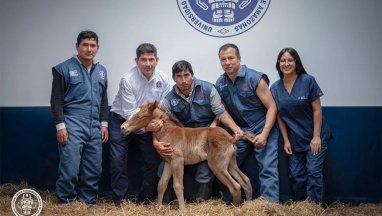 Bilim insanları ilk klonlanmış tayı yarattı