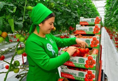 Türkmenistan 2022-nji ýylda Russiýa pomidor eksport etmekde ilkinji üçlüge girdi