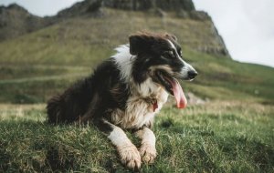 İzlanda çoban köpeği ayrı bir cins olarak tanındı