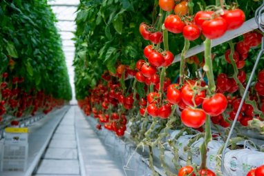 Turkmenistan increases export of tomatoes to the Moscow region