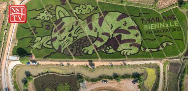 Тайский фермер создал огромные изображения котов на рисовых полях