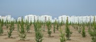 Фоторепортаж: в Туркменистане прошла всенародная акция по посадке деревьев