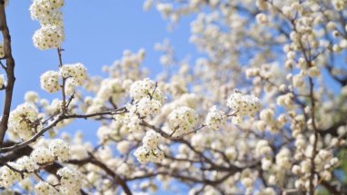 В парках Ашхабада зацвели фруктовые деревья