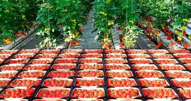 Туркменистан экспортировал крупную партию томатов в страны СНГ