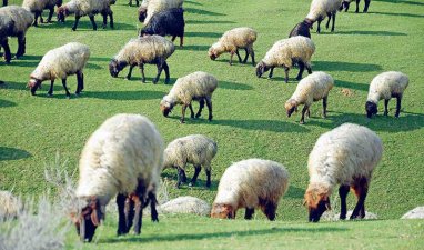 В Иваново сошьют одеяла из овечьей шерсти, отправленной из Туркменистана