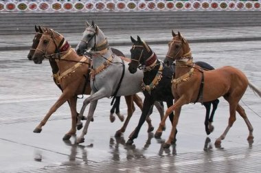 A scientific conference dedicated to Turkmen horses was held in the city of Arkadag