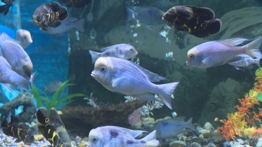В аквариумах Ашхабадского зоопарка содержится 33 вида рыб