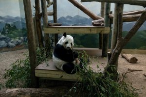ABD’de kalan son 4 panda 2024 sonunda Çin’e geri gönderilecek