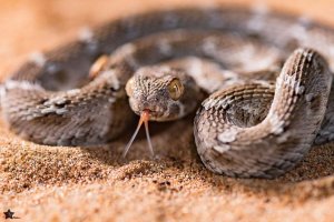 Герпетологи Туркменистана предупреждают о пробуждении от спячки ядовитых змей