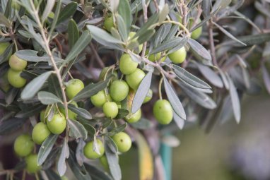 Оливковые рощи Средиземноморья уничтожает бактерия из Центральной Америки