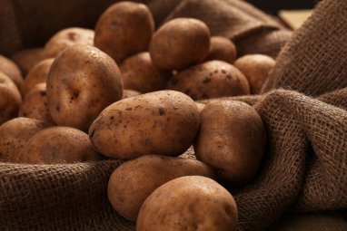 Household owners in Uzbekistan will receive elite potato seeds for free