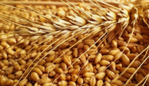 За 5 месяцев Россия экспортировала в Туркменистан 39,74 тысяч тонн зерна и продуктов его переработки