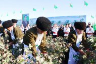 Фоторепортаж: К сбору «белого золота» приступили хлопкоробы Дашогузского велаята