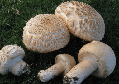 После дождичка в четверг: в Туркменистане открылся грибной сезон