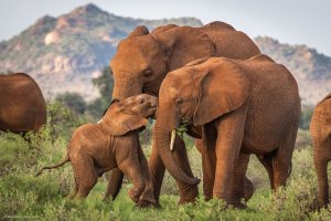 Afrika filleri, birbirlerine özel sesler çıkararak hitap ediyor
