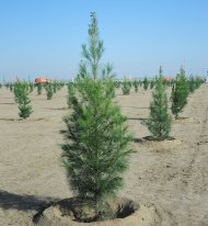 Photoreport: a nationwide tree planting campaign was held in Turkmenistan