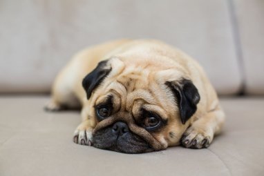 Дания запретит разведение собак с плоской мордой
