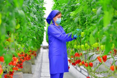 Туркменистан в 2022 году экспортировал за рубеж 104 тысячи тонн помидоров
