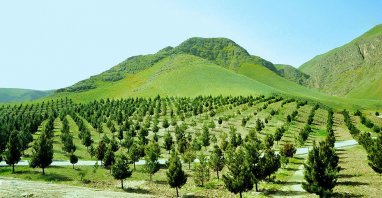 В Дашогузском и Лебапском велаятах Туркменистана создадут лесоохранные зоны