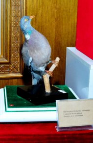 Фоторепортаж с выставки «Птицы — украшение природы» в Ашхабаде