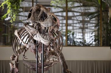 An unknown collector bought a Tyrannosaurus rex skeleton for 6,1 million USD at auction