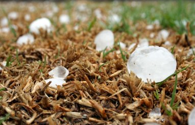 Many animals in Bavaria died due to the tennis ball-sized hail