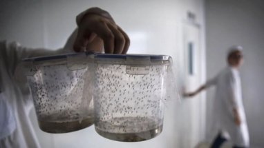 Brezilya'da sivrisinek fabrikası kurulacak