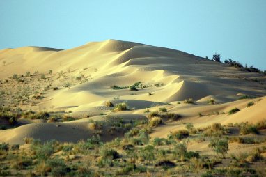 Экологи Китая и Туркменистана намерены сотрудничать в борьбе с опустыниванием и деградацией земель