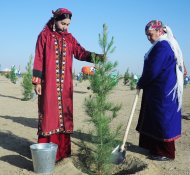 Фоторепортаж: в Туркменистане прошла общенациональная акция по посадке деревьев 