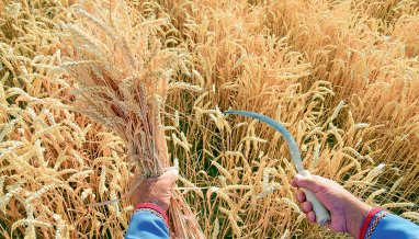 В Лебапском велаяте будут высажены новые сорта пшеницы «Алексеич» и «Безостый -100» 