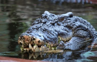 110 yaşındaki, dünyanın esaret altındaki en büyük timsahı olan Cassius, hayatını kaybetti