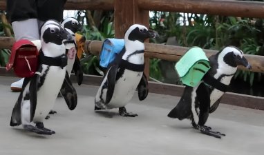 Ýaponiýada pingwinlere mekdep torbalary paýlandy