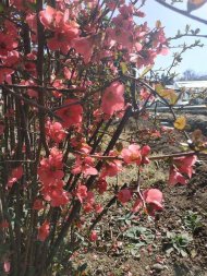 Fotoreportaž: Aşgabadyň botanika bagyna bahar pasly geldi