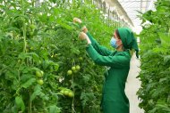 Photoreport: A new greenhouse opened in the Akhal velayat