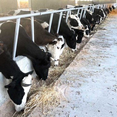 The private sector is helping to increase milk production in Turkmenistan