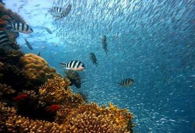 Мировой океан: тайны и факты непознанного мира