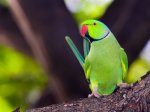 Обзор: когда и как в Ашхабаде образовалась популяция попугаев Крамера 