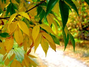 11 steps to strong immunity: simple tips for a healthy autumn