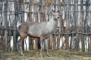 Тугайный благородный олень – один из редких обитателей Амударьинского заповедника
